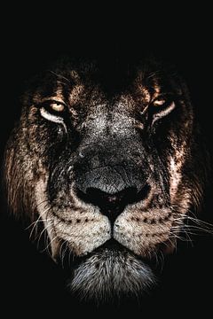 Dark lion | Donkere leeuw - Leeuw - Portret - Afrika - Roofdier - Dier - Dieren - Leeuwen van Designer