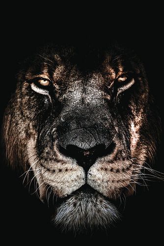 Dark lion | Dark lion