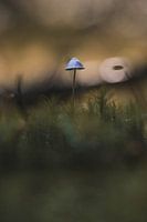 Paddenstoel Herfst