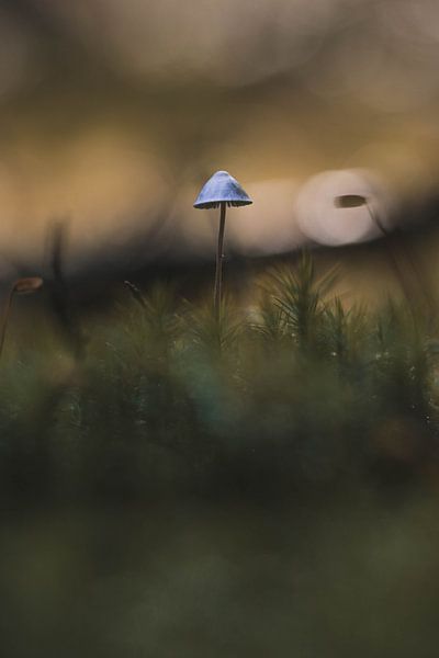 Paddenstoel Herfst van BY MEAGAN