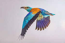 Le rouleau, Coracias garrulus