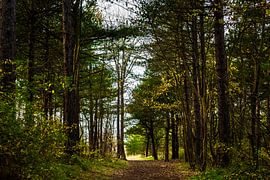 Herbstliche Farben im Wald am Duindamseslag von Linsey Aandewiel-Marijnen