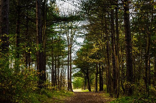 Herfstkleuren in het bos aan de Duindamseslag