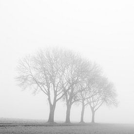 De vier bomen in Bingelrade - minimalisme - zwartiwit van Ilspirantefotografie