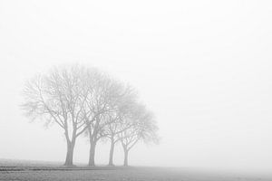 Les quatre arbres de Bingelrade