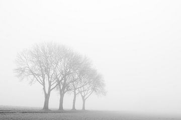 De vier bomen in Bingelrade - minimalisme - zwartiwit van Ilspirantefotografie