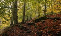 Autumn forest in Full Glory: Belgian Ardennes