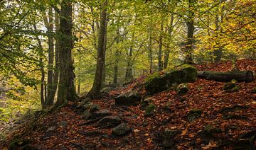 Herfstbos in Volle Glorie: Belgische Ardennen van Hevonax Photography