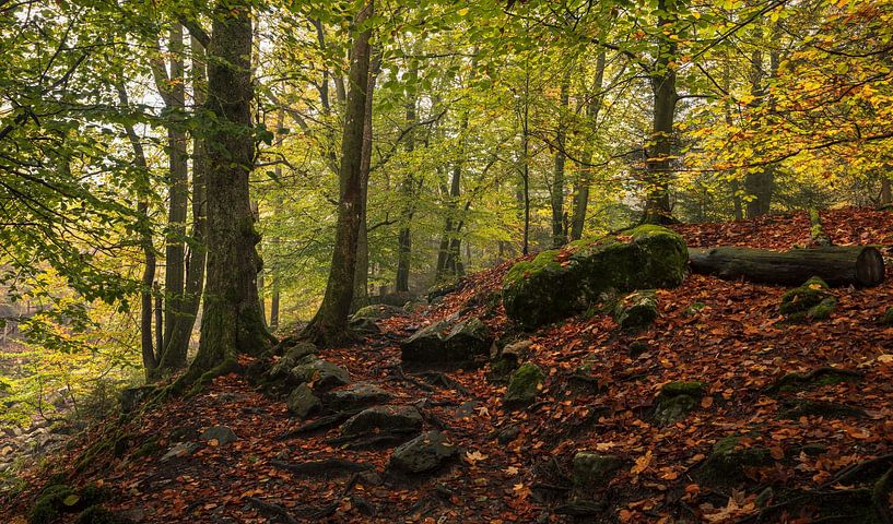 Herbstwald in voller Pracht: Belgische Ardennen von Hevonax Photography