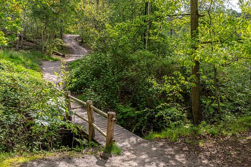 The little bridge through the forest.