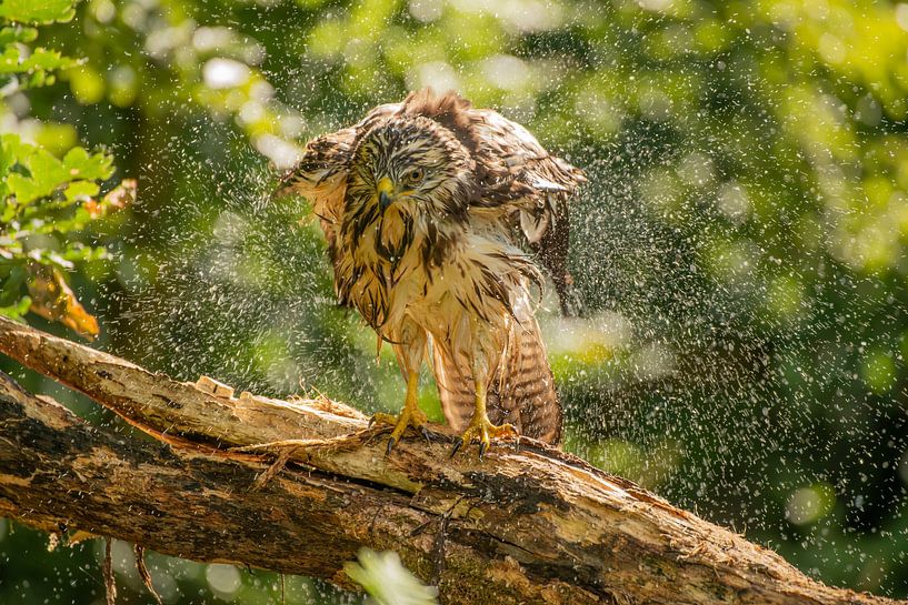 Buzzard shakes out after a bath by Harry Punter