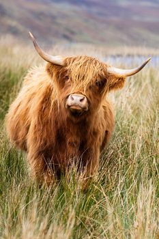 Oogcontact met Schotse Hooglanders