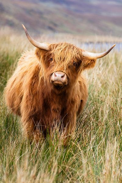 Contact visuel avec un bovin des Highlands écossais par Daniela Beyer