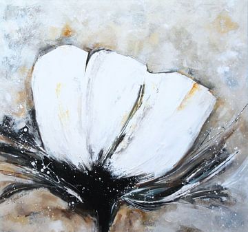 White poppy by Claudia Neubauer