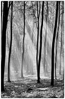 Ein Hoffnungsschimmer - Black&White