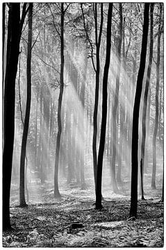A Glimmer of Hope - Black&White by Ernst van Voorst