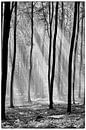 A Glimmer of Hope - Black&White van Ernst van Voorst thumbnail