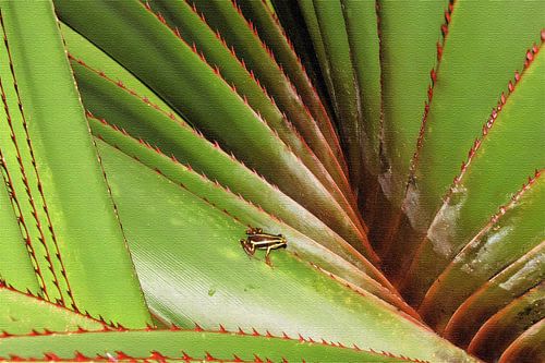 Petite grenouille sur une plante tropicale verte