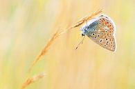 Kleurrijk vlindertje van Paul Arentsen thumbnail