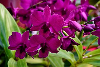 Die seidigen Blütenblätter intensiv violetter Orchideen