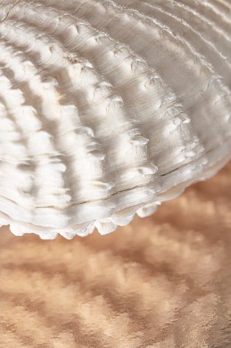 Crèmekleurig Boormosseltje met abstracte roze - beige reflectie