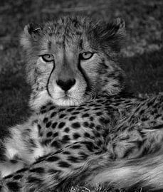 Lekker lui (zwart-wit) von Marion van Kints