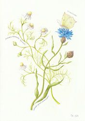 Kamille und Kornblume