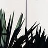 Feuilles d'agave à l'ombre d'une lanterne à La Ciotat, Provence-Alpes-Côte-d'Azur, France sur Jochem Oomen