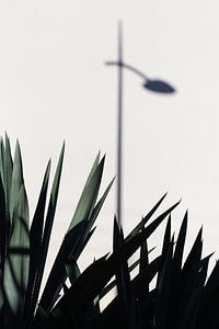 Agavenblätter im Schatten einer Laterne in La Ciotat, Provence-Alpes-Côte-d'Azur, Frankreich