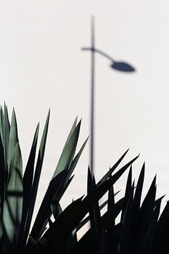 Agavenblätter im Schatten einer Laterne in La Ciotat, Provence-Alpes-Côte-d'Azur, Frankreich von Jochem Oomen