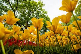 Tulips in Yellow by Brian Morgan