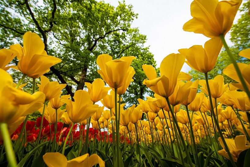 Tulipes en jaune par Brian Morgan