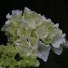 Fleur blanche en gros plan sur Paul Franke