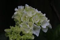 Witte bloem close-up van Paul Franke thumbnail