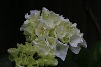 Witte bloem close-up