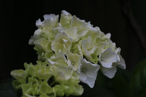 Weiße Blume Nahaufnahme