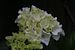 Witte bloem close-up van Paul Franke