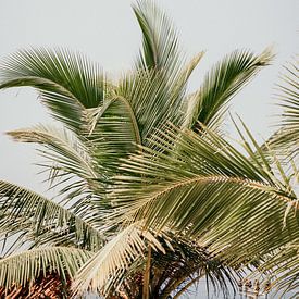 Feuilles de palmier enjouées sur Rebecca Gruppen