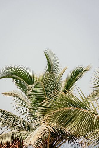 Verspielte Palmenblätter