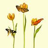 De drie oranje vlinders van Martin Bergsma