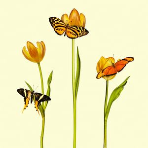 Les trois papillons oranges sur Martin Bergsma