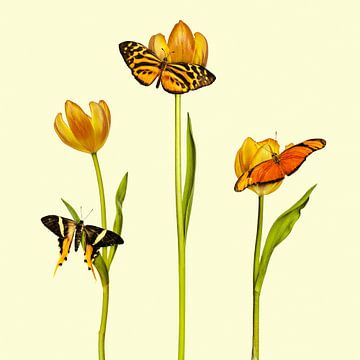 Die drei orangen Schmetterlinge von Martin Bergsma