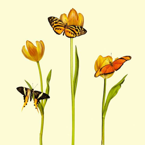 Les trois papillons oranges par Martin Bergsma