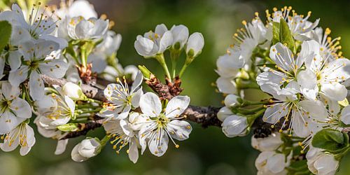 Tree blossom in spring