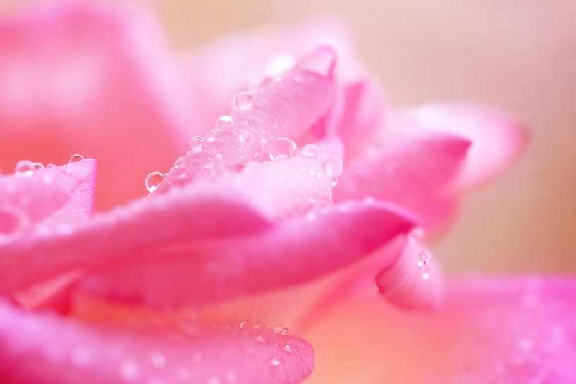 Rose petals.. van LHJB Photography