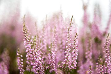 Fleurs de bruyère violette en fleur sur Karijn | Fine art Natuur en Reis Fotografie