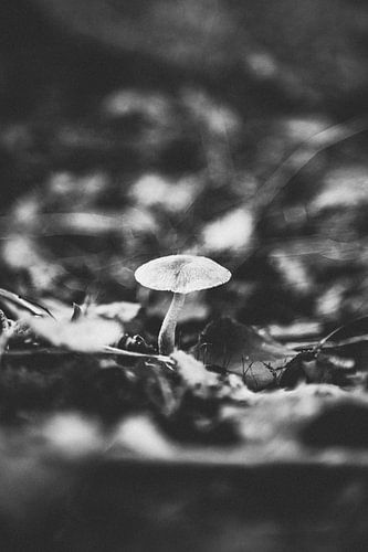 Zwart wit paddenstoel op film, het ultieme herfstbeeld! In het Kotterbos, Almere, Flevoland, Nederla