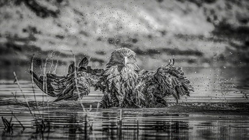 Auge in Auge mit einem badenden Weißkopfseeadler, schwarz und weiß von Arjan Warmerdam