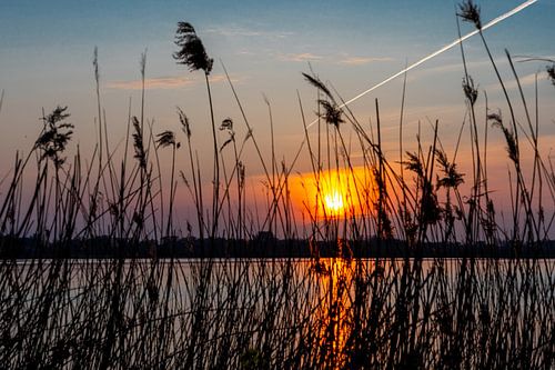 Sonnenuntergang hinter dem Schilf