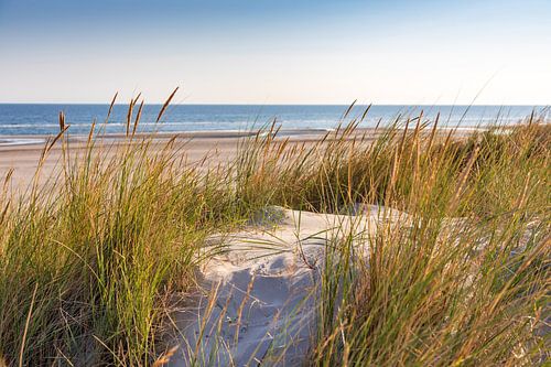 Dune landscape at the North Sea